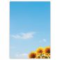 Preview: Motivpapier Sonnenblumen DIN A4 – Sonnenblumen unter blauem Himmel wirken sonnig, freundlich und sofort sympathisch