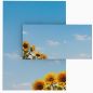 Preview: Motivpapier Sonnenblumen DIN A4 – Briefpapier mit Kuverts