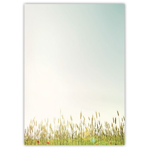 Motivpapier Herbstgräser DIN A4 – Feine Herbstgräser im Gegenlicht wirken leicht, natürlich und unaufdringlich
