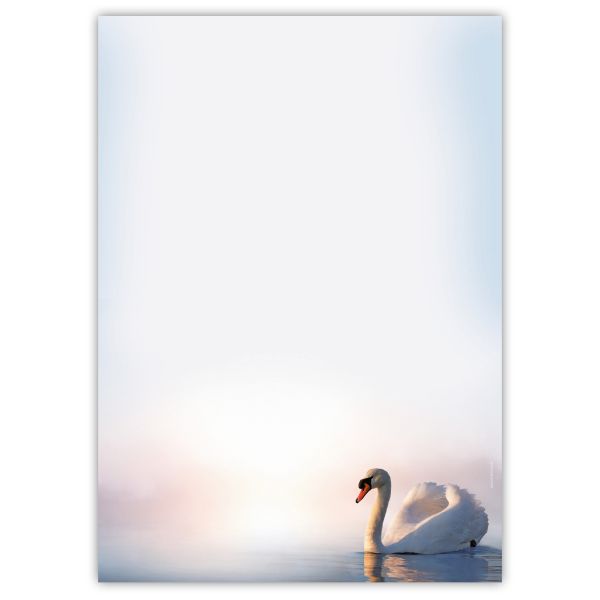 Motivpapier Schwan DIN A4 – Ein weißer Schwan auf ruhigem Wasser wirkt elegant, still und besonders hochwertig