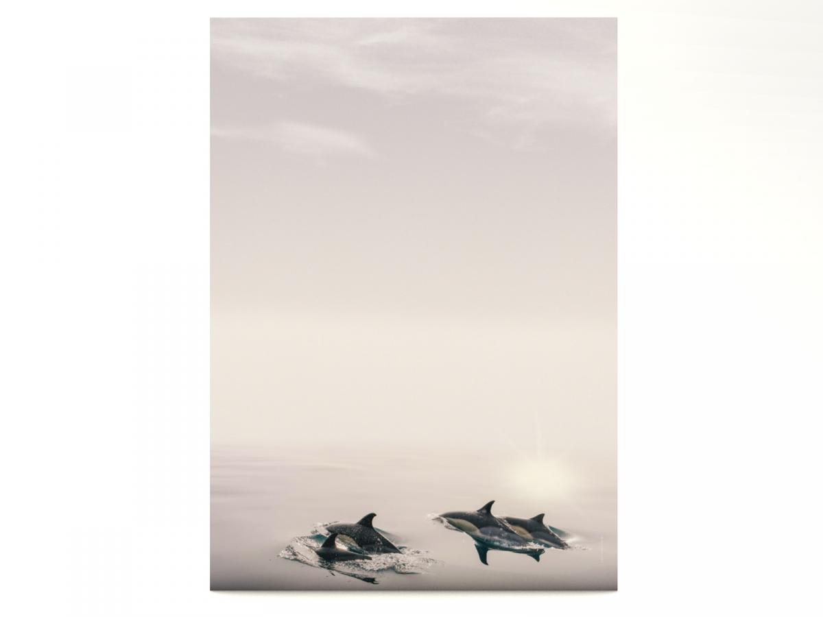 Stationery Dolphins Writing paper