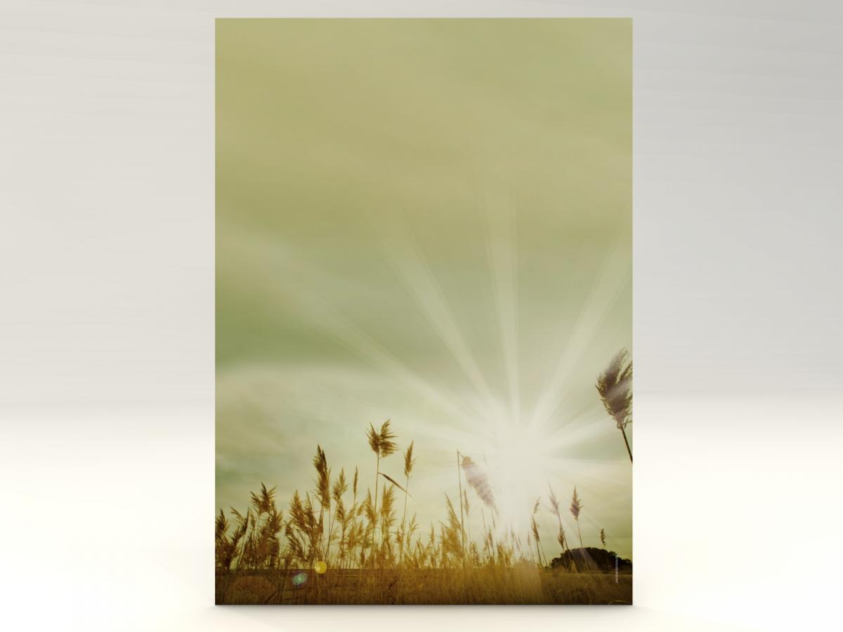 Stationery Autumn Grases Writing paper