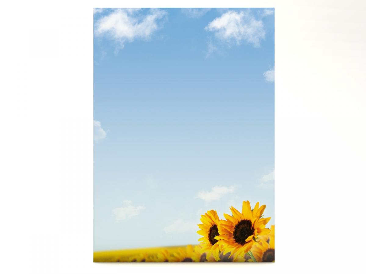Motivpapier Sonnenblumen Briefpapier mit Motiv
