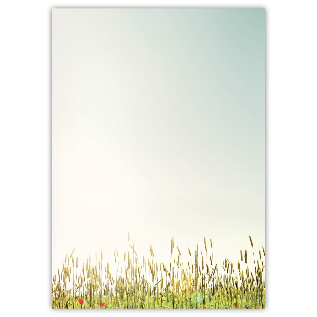 Motivpapier Herbstgräser DIN A4 – Feine Herbstgräser im Gegenlicht wirken leicht, natürlich und unaufdringlich