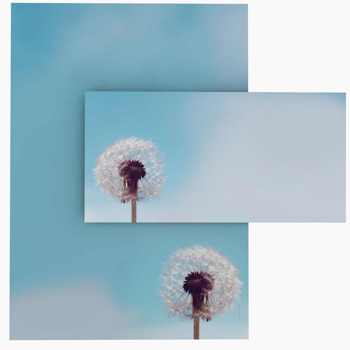 Motivpapier Pusteblume DIN A4 – Briefpapier mit Kuverts