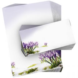 Motivpapier Krokusse DIN A4 – Krokusse vor heller Frühlingslandschaft wirken frisch, natürlich und hoffnungsvoll